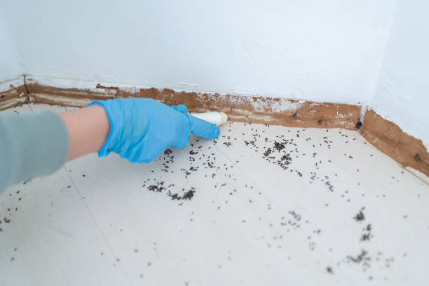 Best Insect Control  in Littleton Common, MA